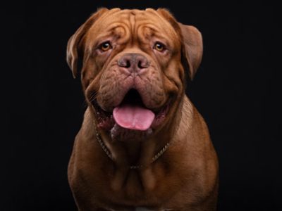Dogue de Bordeaux | Clinica La Veterinaria