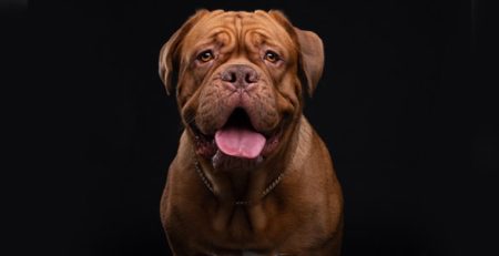 Dogue de Bordeaux | Clinica La Veterinaria