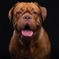 Dogue de Bordeaux | Clinica La Veterinaria