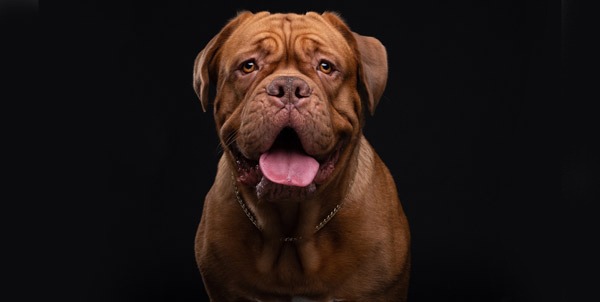 Dogue de Bordeaux | Clinica La Veterinaria