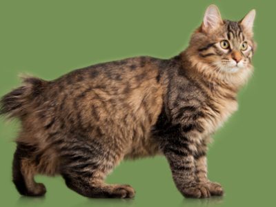 Gatto Kurilian Bobtail | Clinica La Veterinaria
