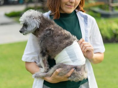 Incontinenza nel cane e nel gatto | Clinica La Veterinaria