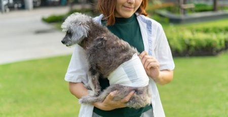 Incontinenza nel cane e nel gatto | Clinica La Veterinaria