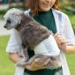 Incontinenza nel cane e nel gatto | Clinica La Veterinaria
