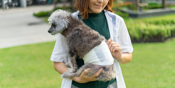 Incontinenza nel cane e nel gatto | Clinica La Veterinaria