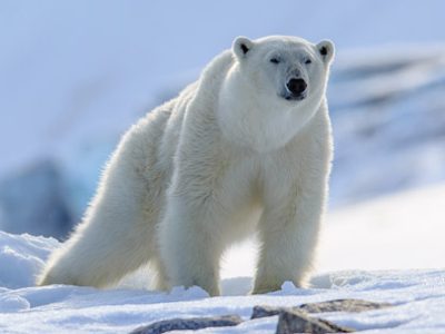 Giornata dell'orso polare | Clinica La Veterinaria