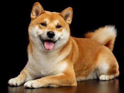 Shiba Inu piccolo cane giapponese | Clinica La Veterinaria