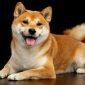 Shiba Inu | Clinica La Veterinaria
