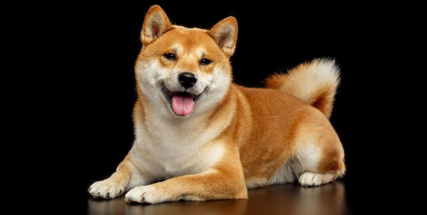 Shiba Inu | Clinica La Veterinaria