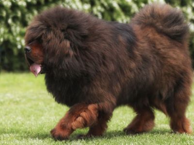 Tibetan Mastiff | La Veterinaria Clinic