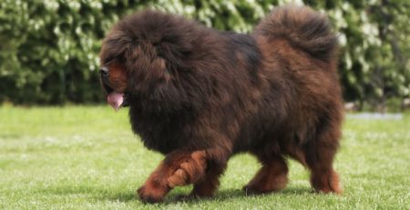 Tibetan Mastiff | La Veterinaria Clinic