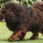 Mastín tibetano | Clínica La Veterinaria