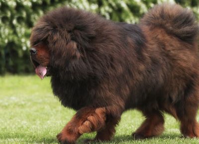 Tibetan Mastiff | Clinica La Veterinaria