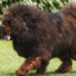 Tibetan Mastiff | Clinica La Veterinaria