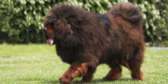 Mastín tibetano | Clínica La Veterinaria