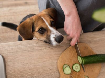 Verdure ai cani verdure ai gatti | Clinica La Veterinaria