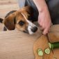 Verdure ai cani verdure ai gatti | Clinica La Veterinaria