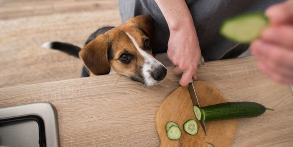 Verdure ai cani verdure ai gatti | Clinica La Veterinaria