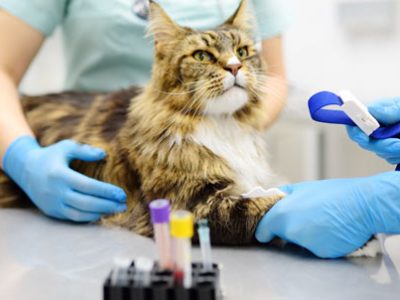 Kidney failure dog cat | La Veterinaria Clinic