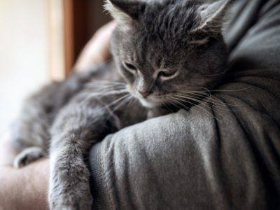 Abbraccio al gatto | Clinica La Veterinaria
