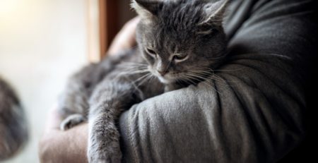 Cat hug | La Veterinaria Clinic