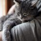 Abrazo de gato | Clínica La Veterinaria