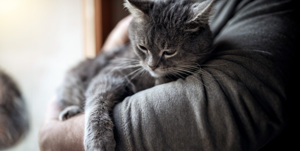 Abrazo de gato | Clínica La Veterinaria