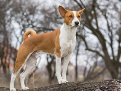 Cane Basenji | Clinica La Veterinaria