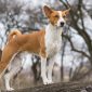 Cane Basenji | Clinica La Veterinaria