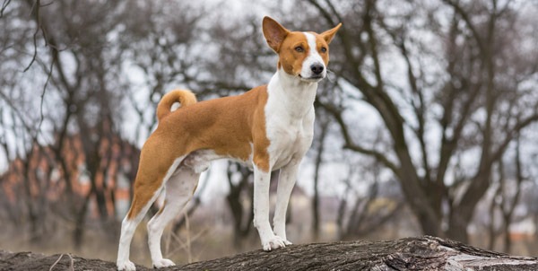 Cane Basenji | Clinica La Veterinaria