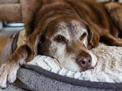 Perros mayores | Clínica La Veterinaria