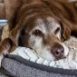 Perros mayores | Clínica La Veterinaria