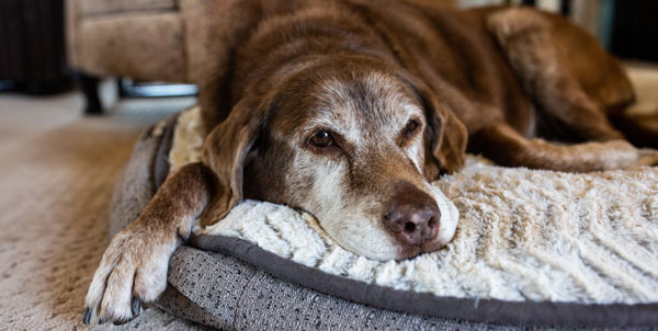 Perros mayores | Clínica La Veterinaria