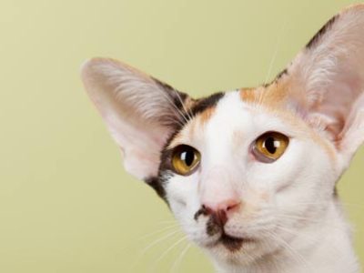 Gatto Oriental Shorthair | Clinica La Veterinaria