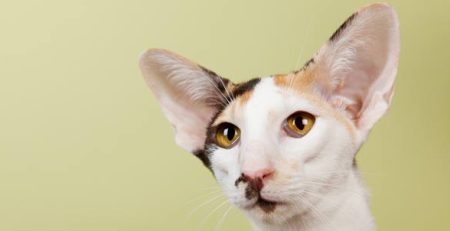 Gatto Oriental Shorthair | Clinica La Veterinaria