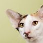 Gatto Oriental Shorthair | Clinica La Veterinaria