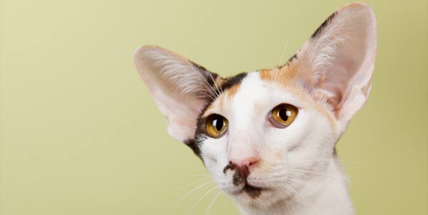 Gatto Oriental Shorthair | Clinica La Veterinaria