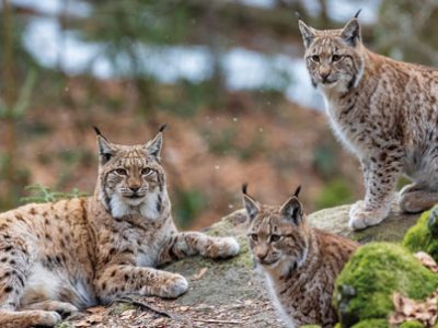 Giornata della lince | Clinica La Veterinaria