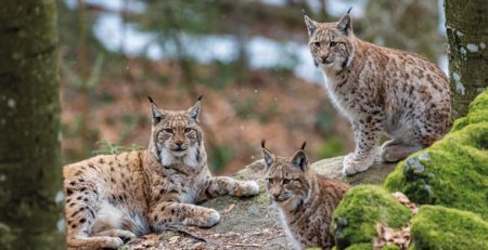 Día del lince | Clínica La Veterinaria