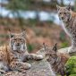 Giornata della lince | Clinica La Veterinaria