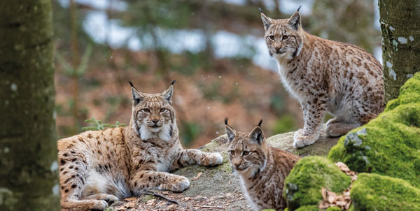 Giornata della lince | Clinica La Veterinaria
