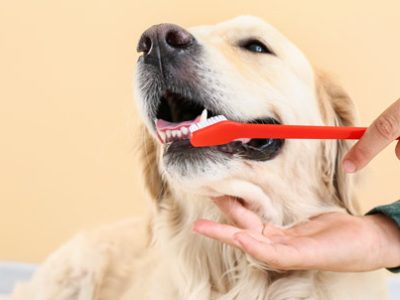 Igiene orale del cane | Clinica La Veterinaria