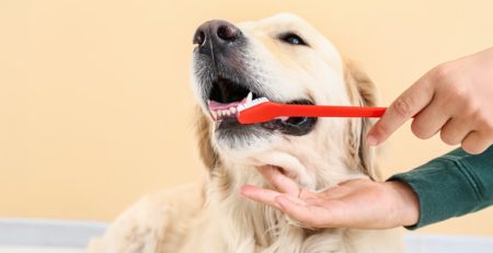 Higiene bucal del perro | Clínica La Veterinaria