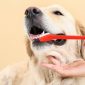 Higiene bucal del perro | Clínica La Veterinaria