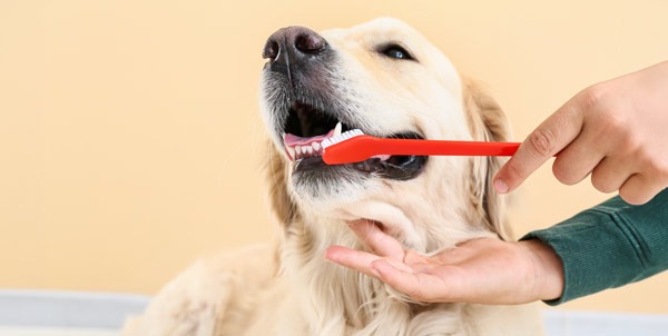 Higiene bucal del perro | Clínica La Veterinaria