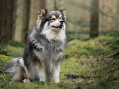 Cane Lapinkoira | Clinica La Veterinaria