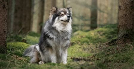 Lapinkoira Dog | La Veterinaria Clinic