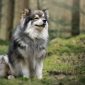 Cane Lapinkoira | Clinica La Veterinaria