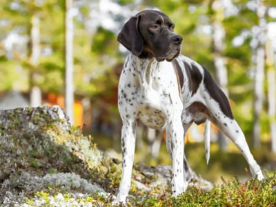 Pointer inglese | Clinica La Veterinaria