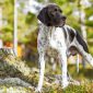 Pointer inglese | Clinica La Veterinaria